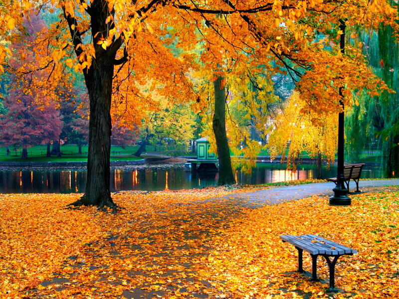 Autumn Park with Fallen Leaves — Orange, Serene