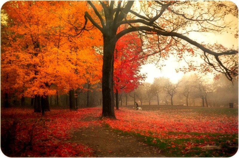 Autumn Park with Fallen Leaves — Orange