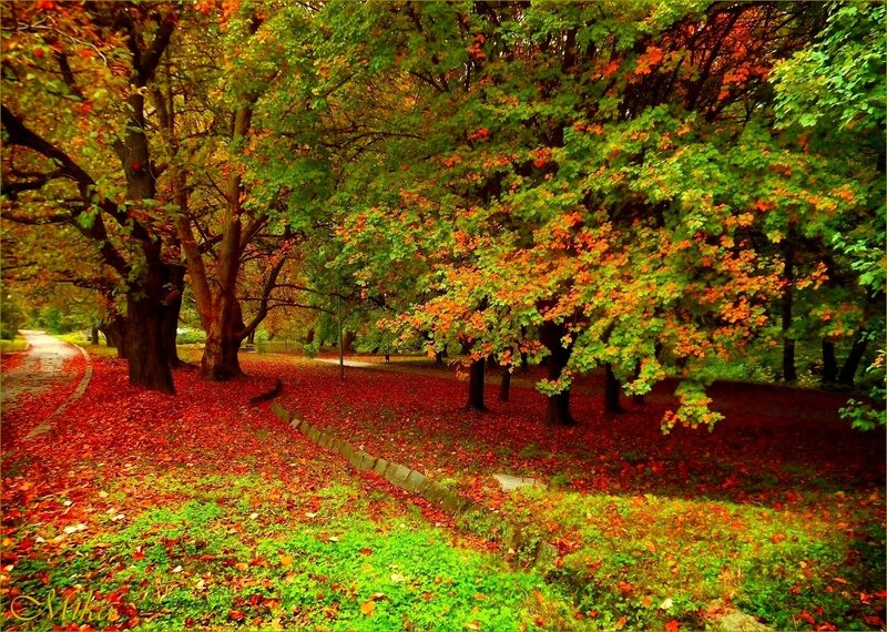 Autumn Park with Fallen Leaves — Red