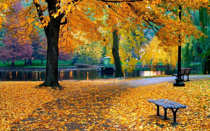 Autumn Park with Fallen Leaves — Yellow, Serene, Photograph, Bench