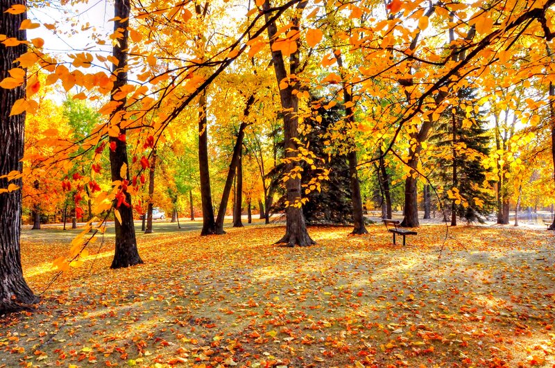 Autumn Park with Fallen Leaves — Yellow, Serene