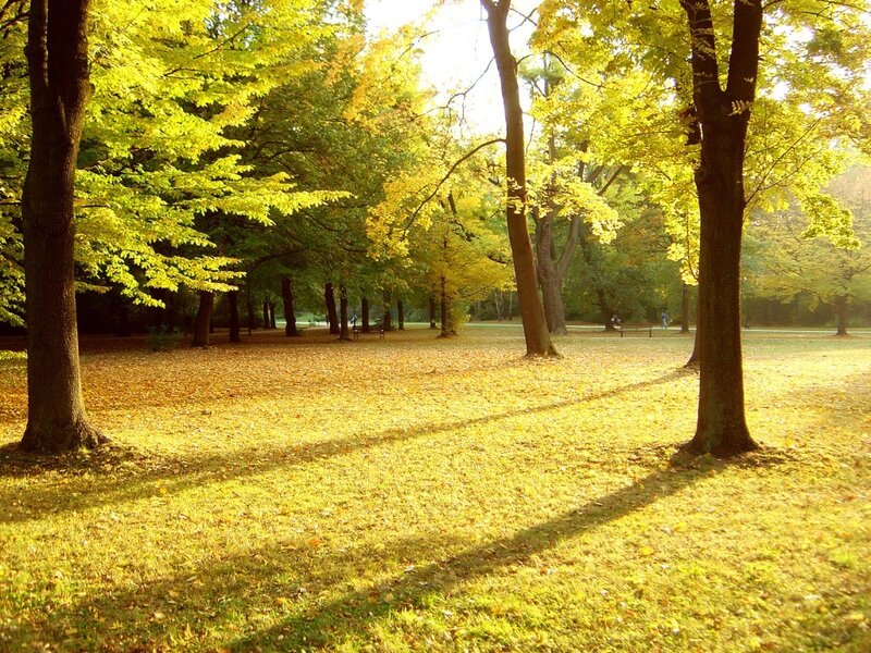 Autumn Park with Fallen Leaves — Yellow