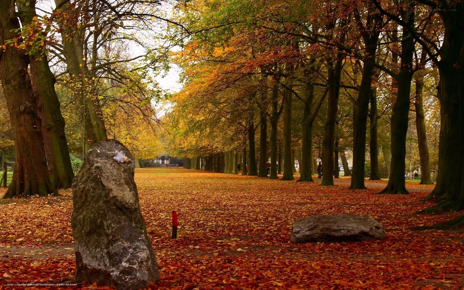 Autumn park with fallen leaves