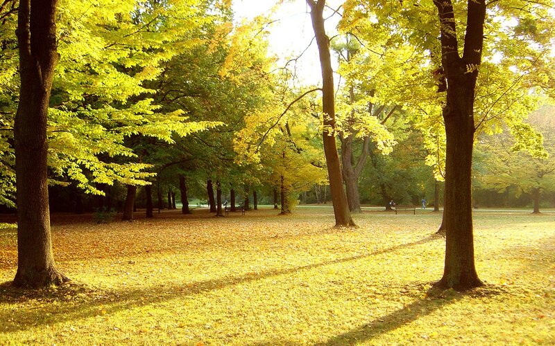 Autumn park with golden leaves