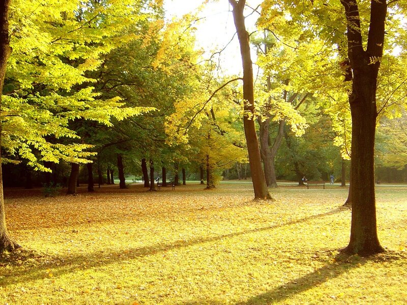 Autumn park with golden leaves