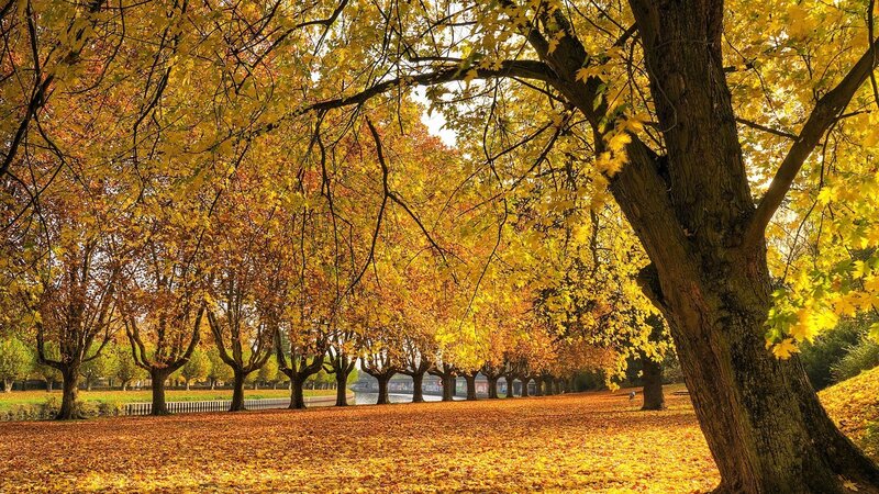 Autumn park with golden leaves