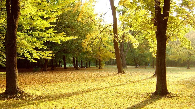 Autumn park with golden leaves
