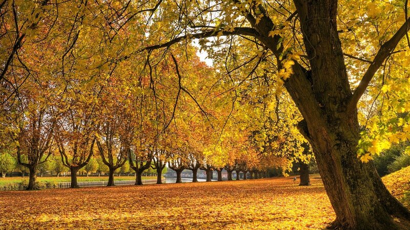 Autumn park with golden leaves