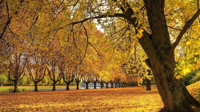 Autumn park with golden leaves