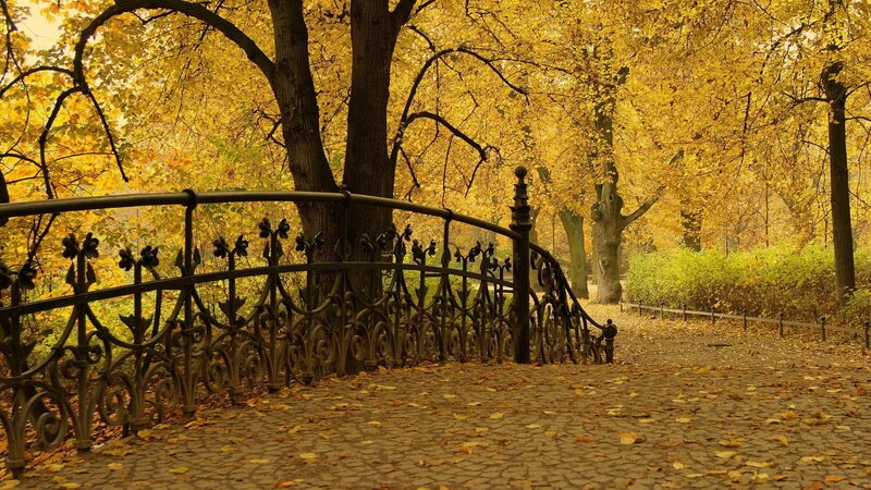 Autumn park with golden leaves