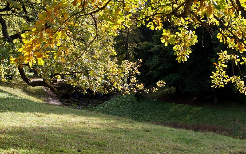 Autumn park with golden leaves