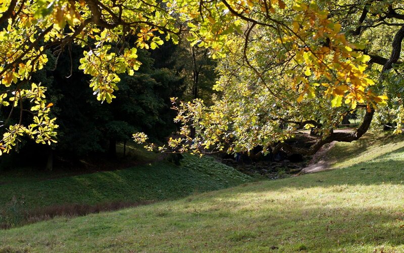 Autumn park with golden leaves