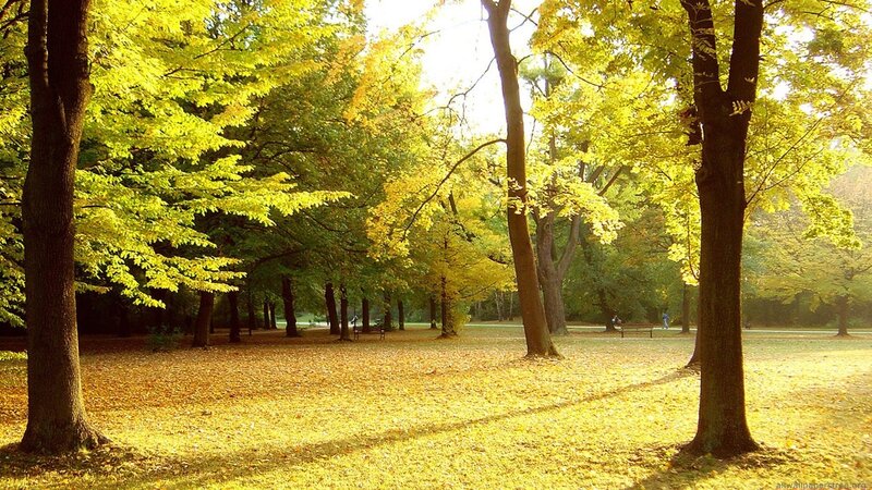 Autumn park with golden leaves
