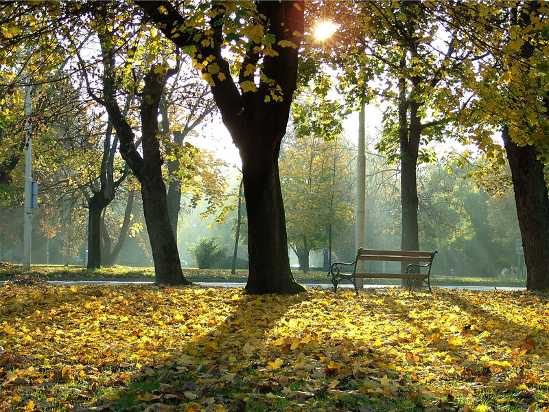 Autumn park with golden leaves