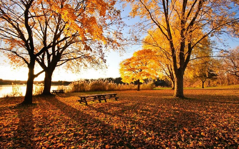 Autumn park with golden leaves