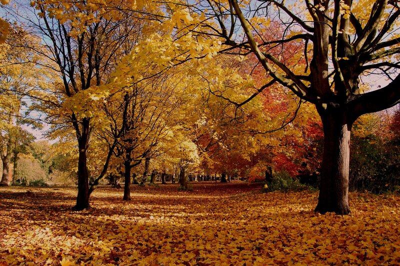 Autumn park with golden leaves