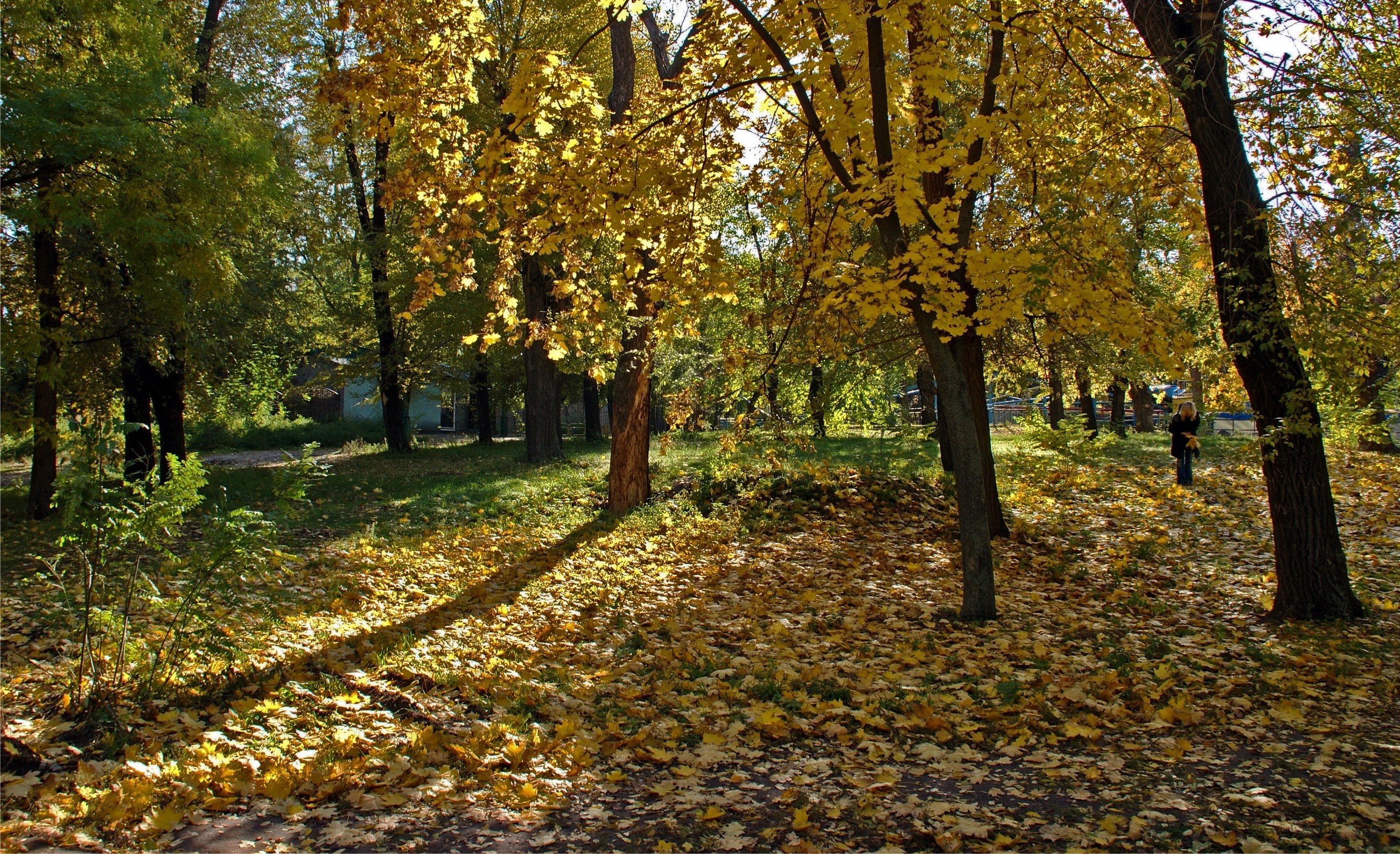 Autumn park with golden leaves