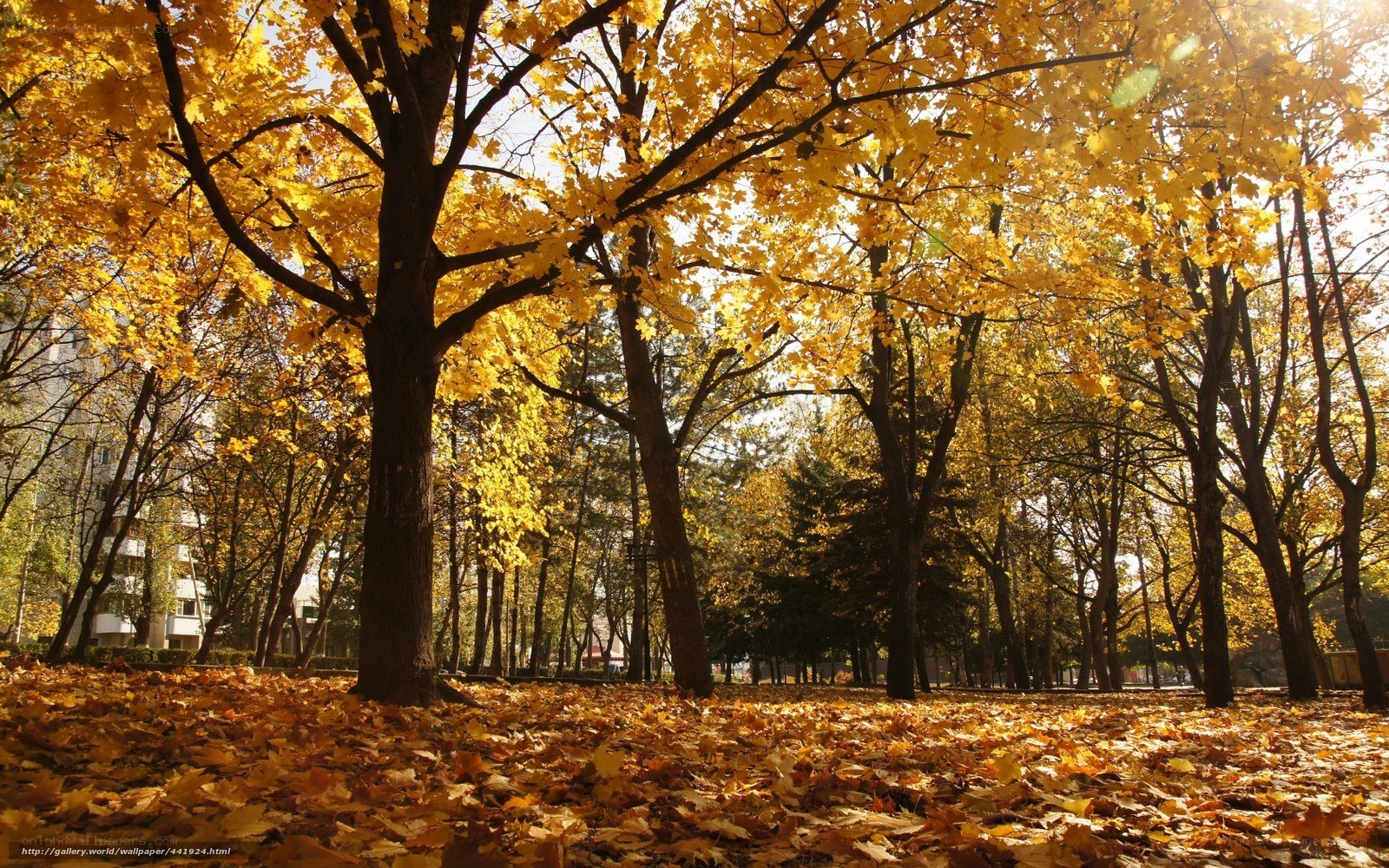 Autumn park with golden leaves