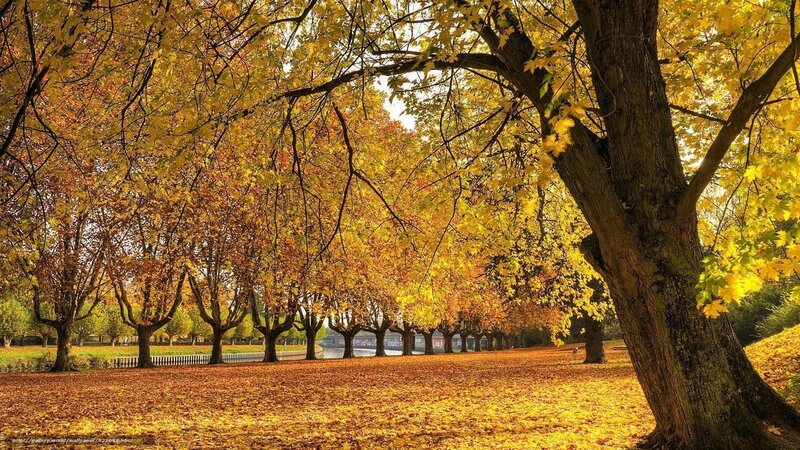 Autumn park with golden leaves
