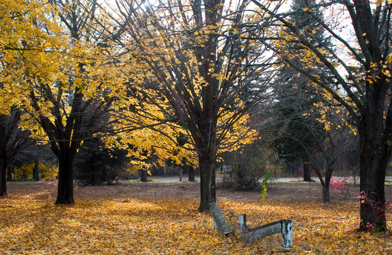 Autumn park with golden leaves