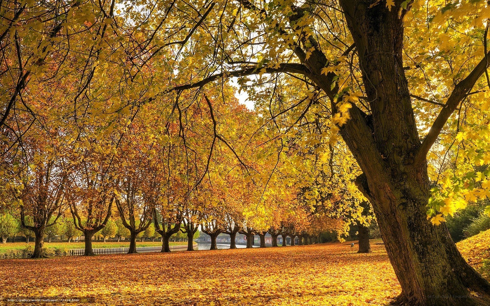 Autumn park with golden leaves