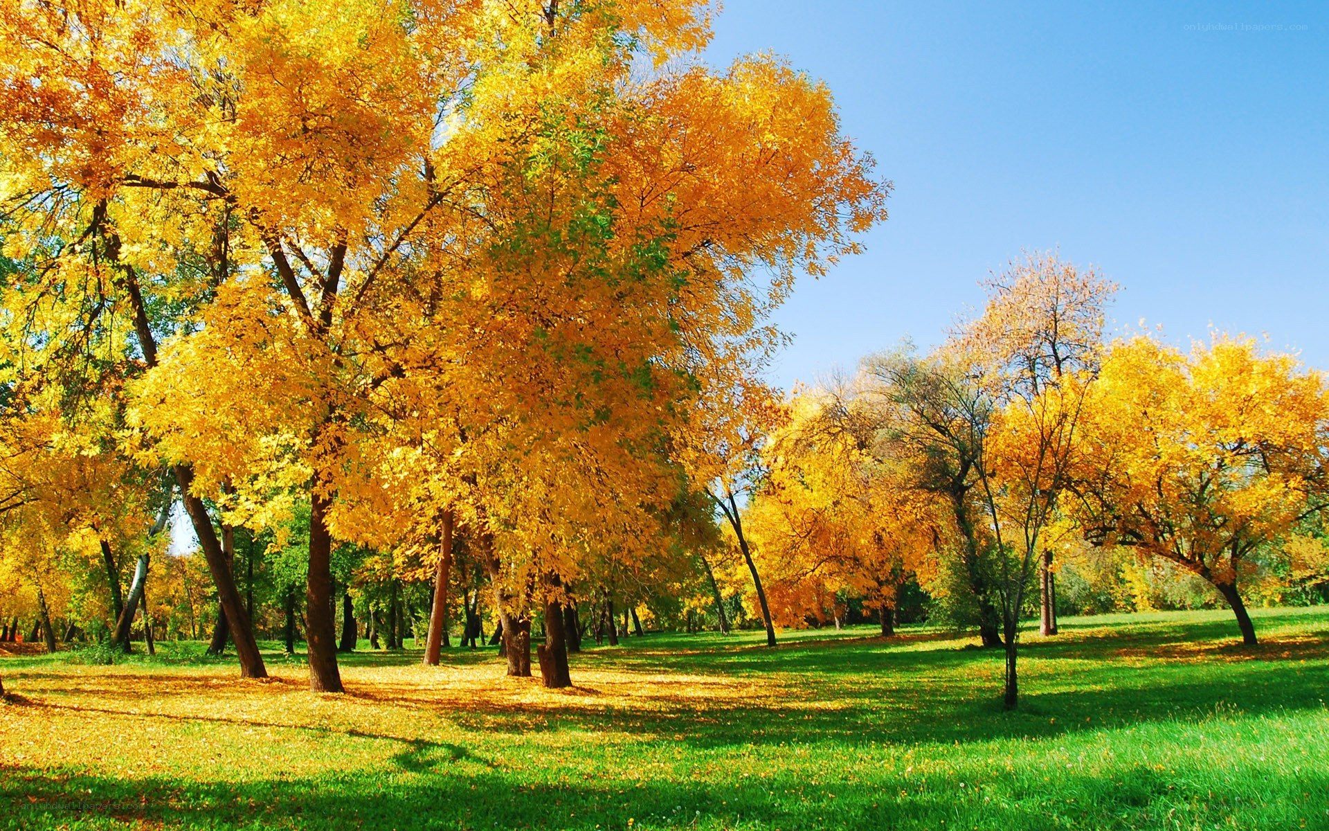 Autumn park with golden trees