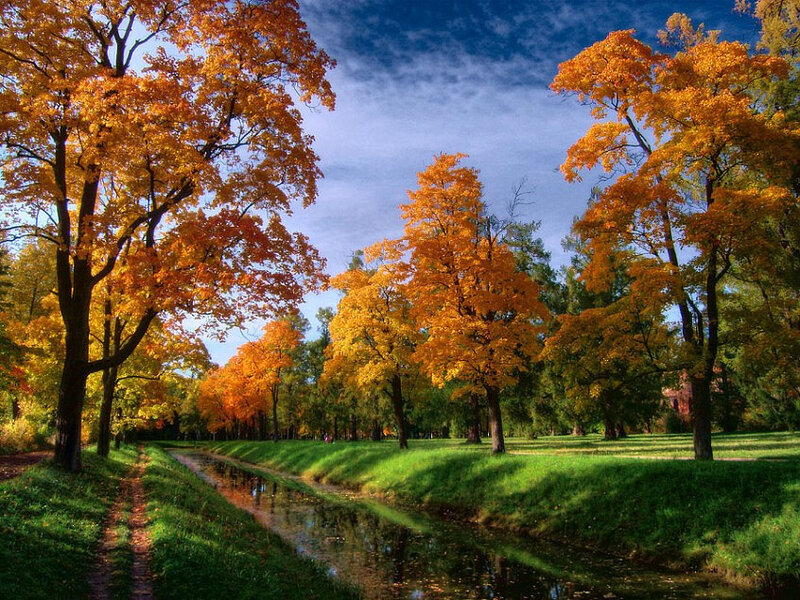 Autumn park with golden trees