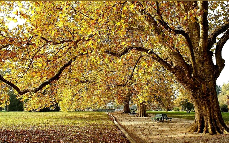 Autumn park with golden trees