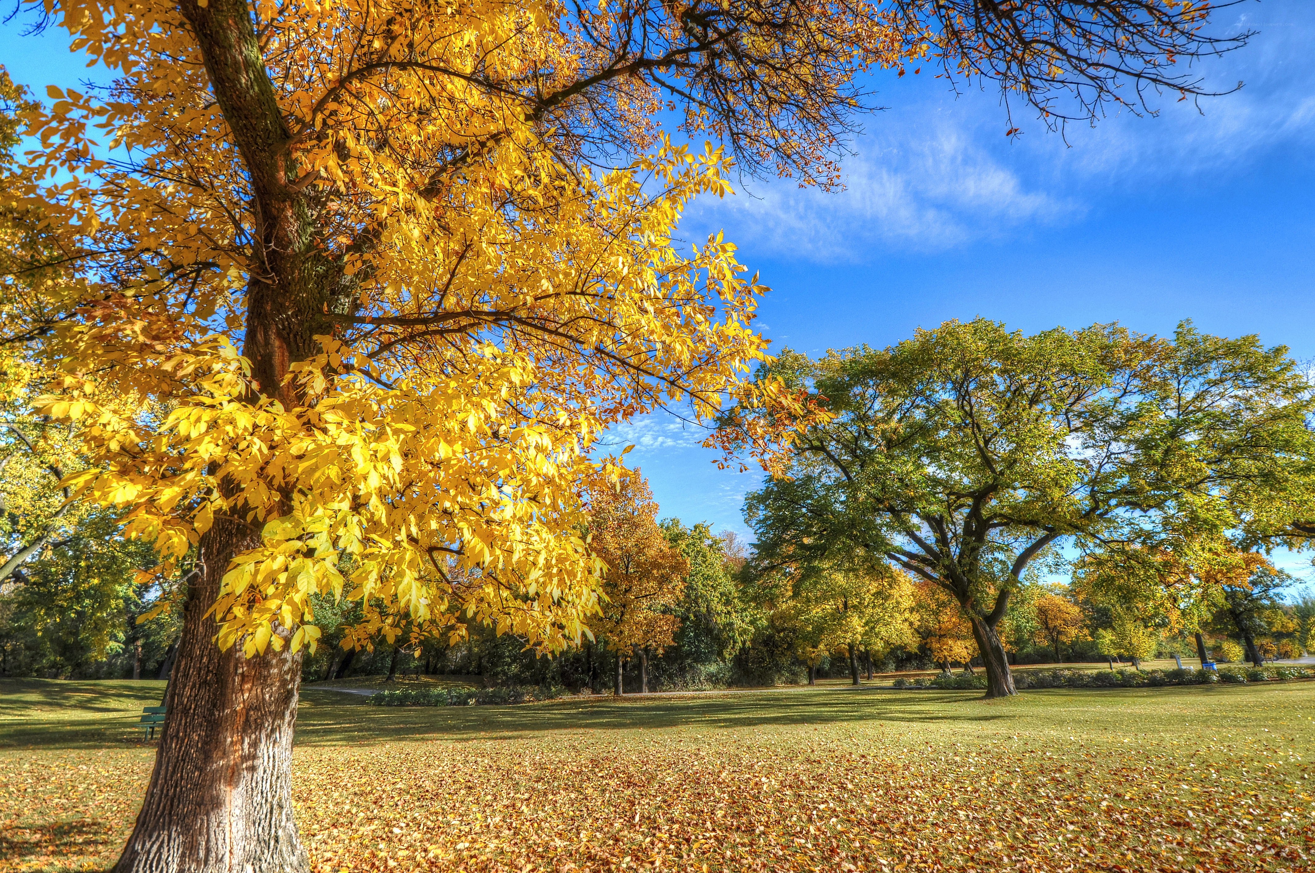 Autumn park with golden trees