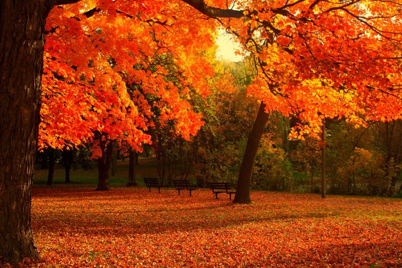Autumn park with orange leaves