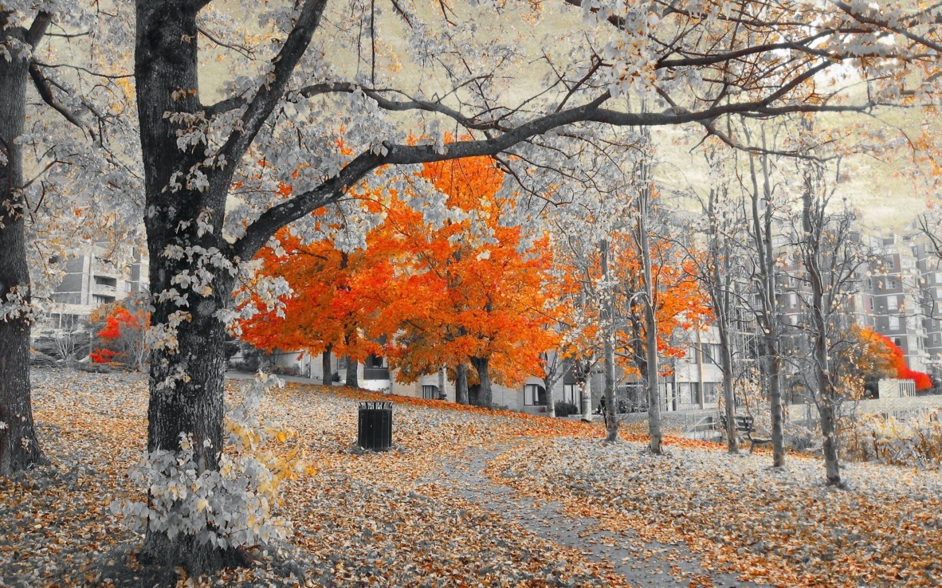 Autumn park with orange trees