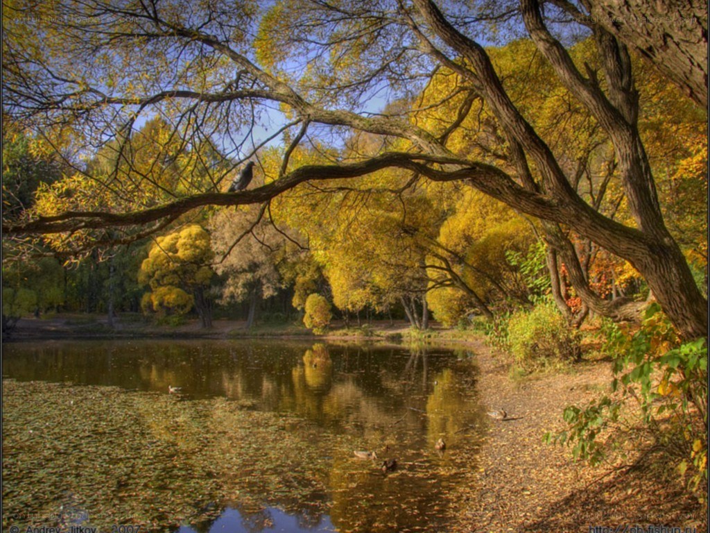 Autumn park with pond