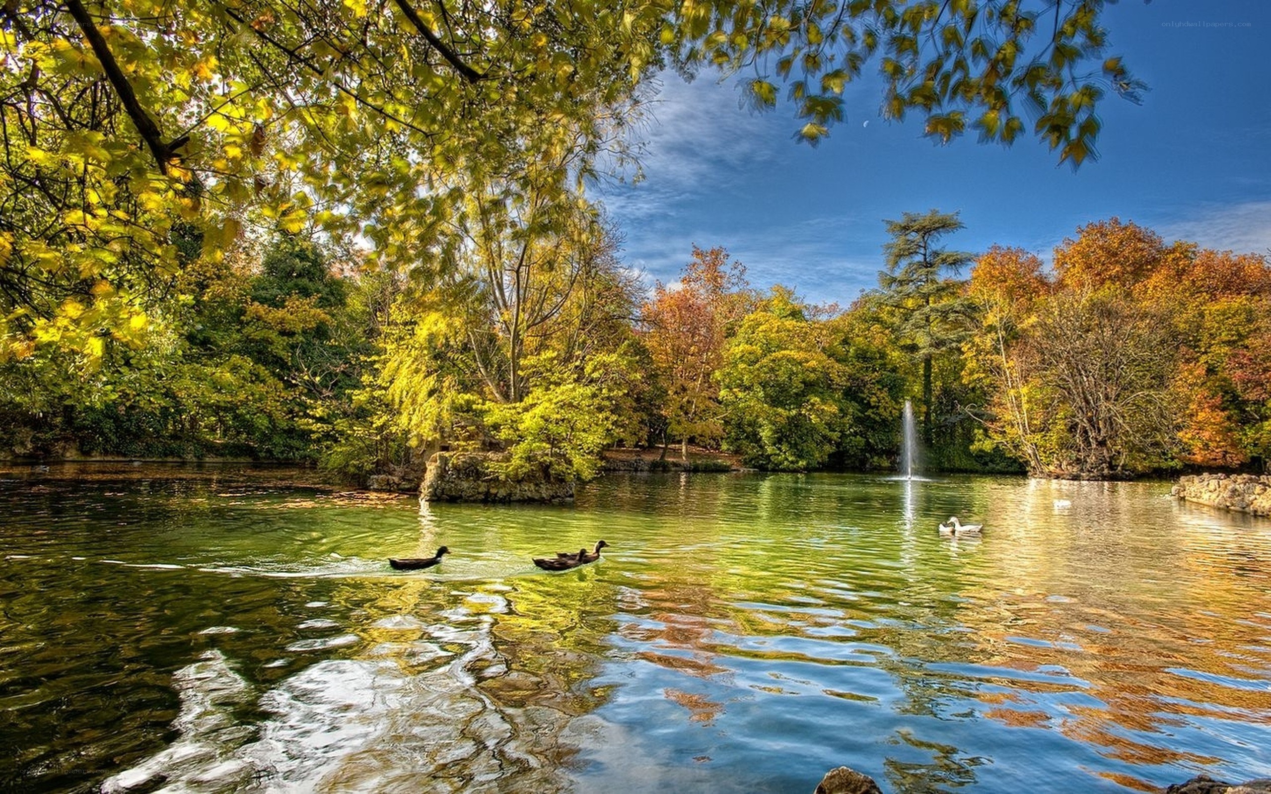 Autumn park with pond and ducks