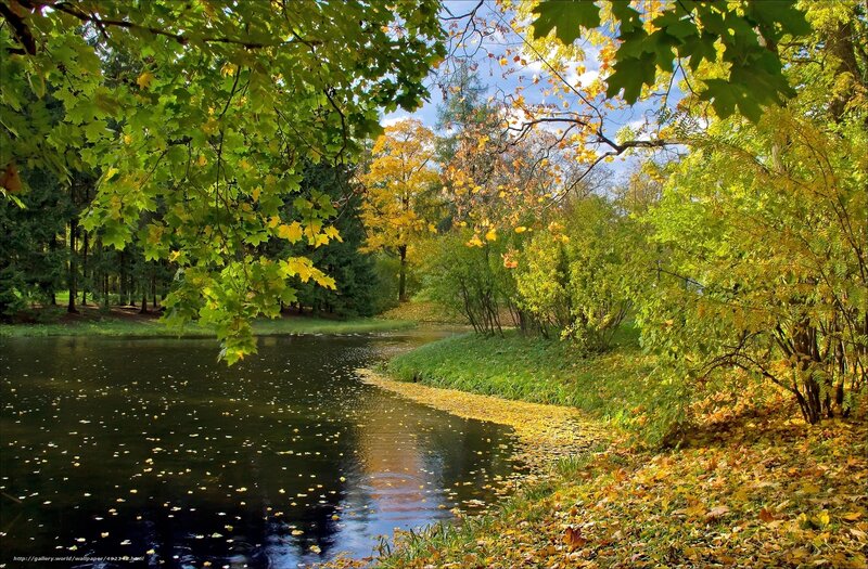 Autumn Park with Pond — Green, Serene, Photograph, Trees, Leaves
