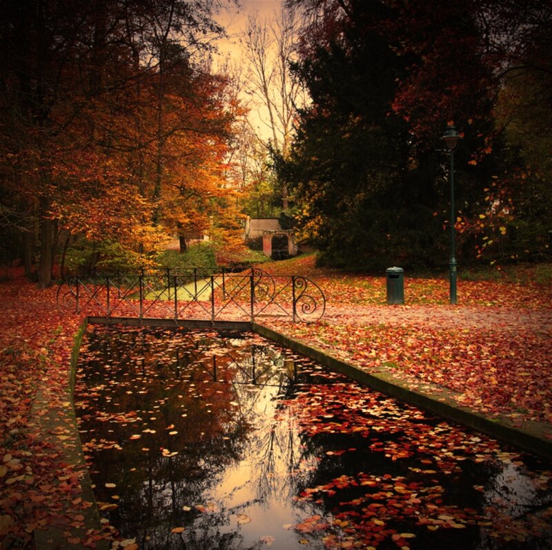 Autumn Park with Pond — Orange, Serene, Photograph, Leaves