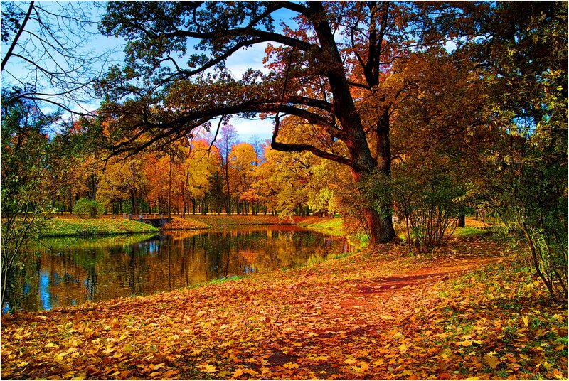 Autumn Park with Pond — Orange, Serene, Photograph, Trees, Leaves