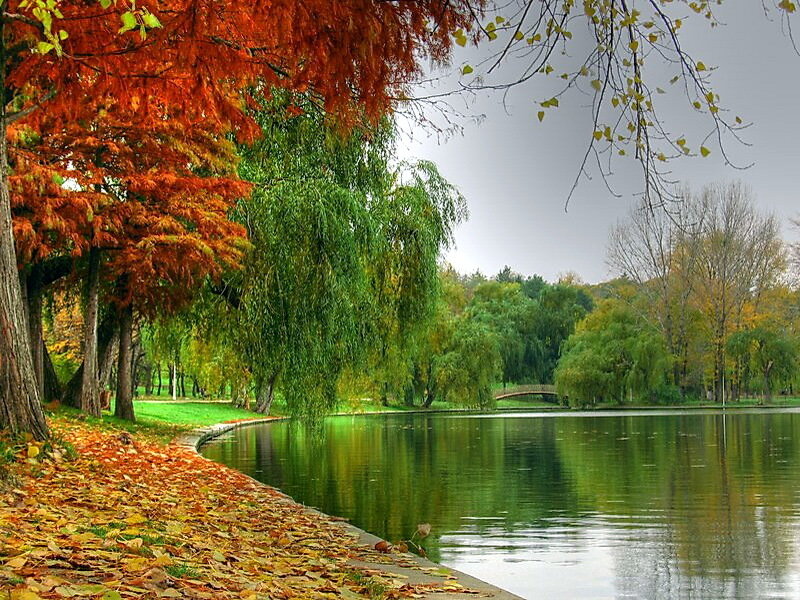 Autumn Park with Pond — Orange