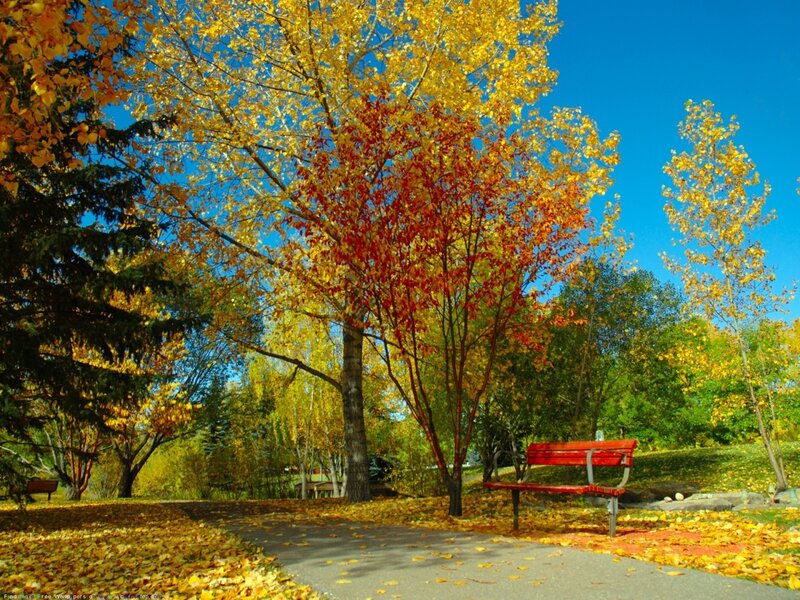 Autumn park with red bench