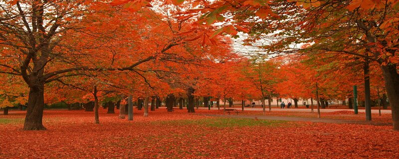 Autumn Park with Red Leaves — Serene