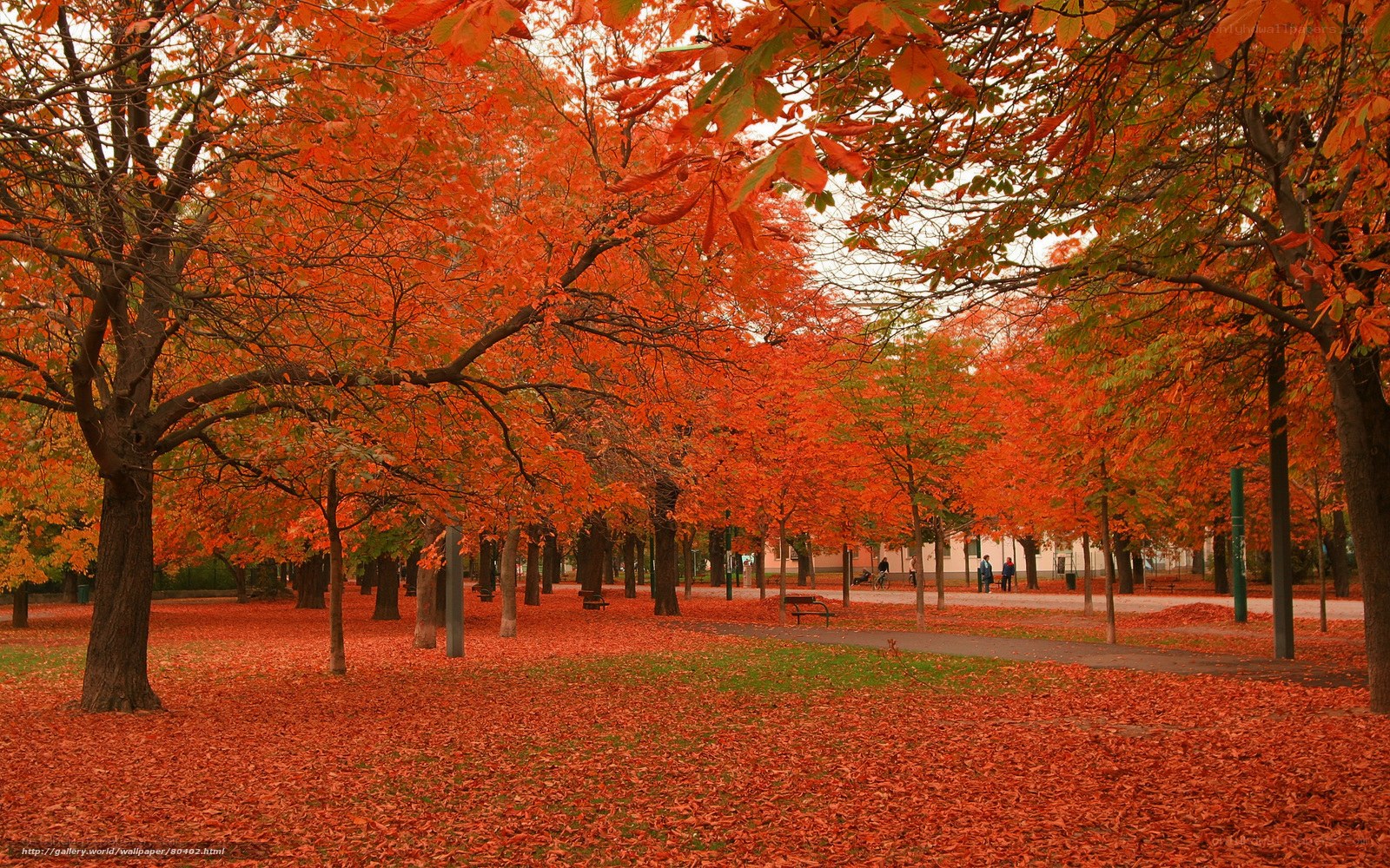 Autumn park with red leaves