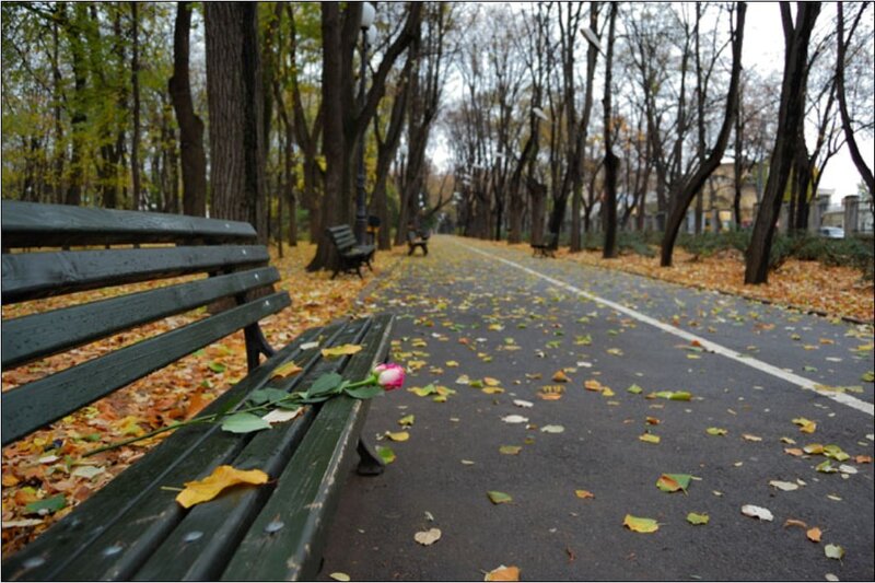 Autumn park with rose on bench