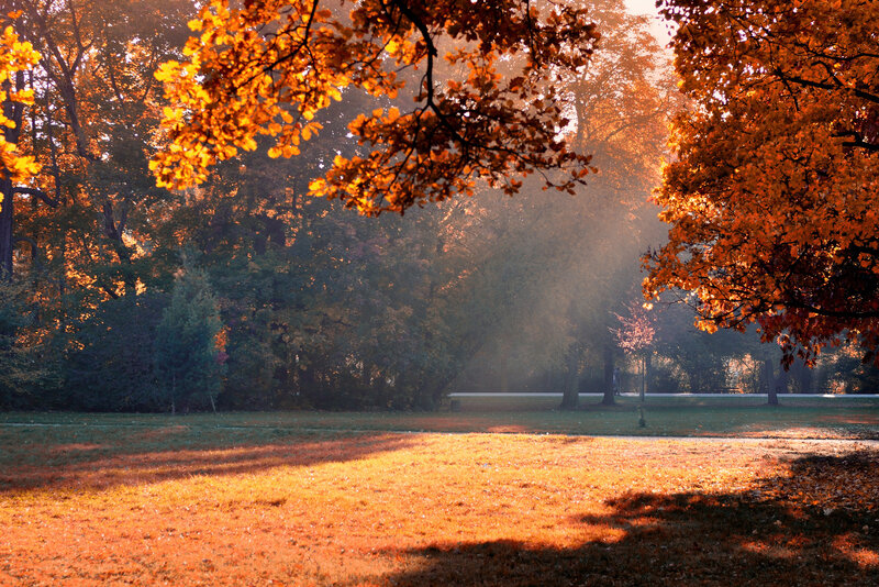 Autumn Park with Sunlight
