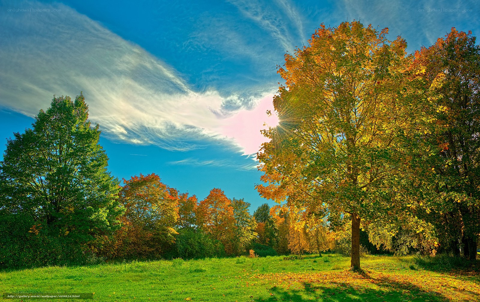 Autumn park with sunlit trees