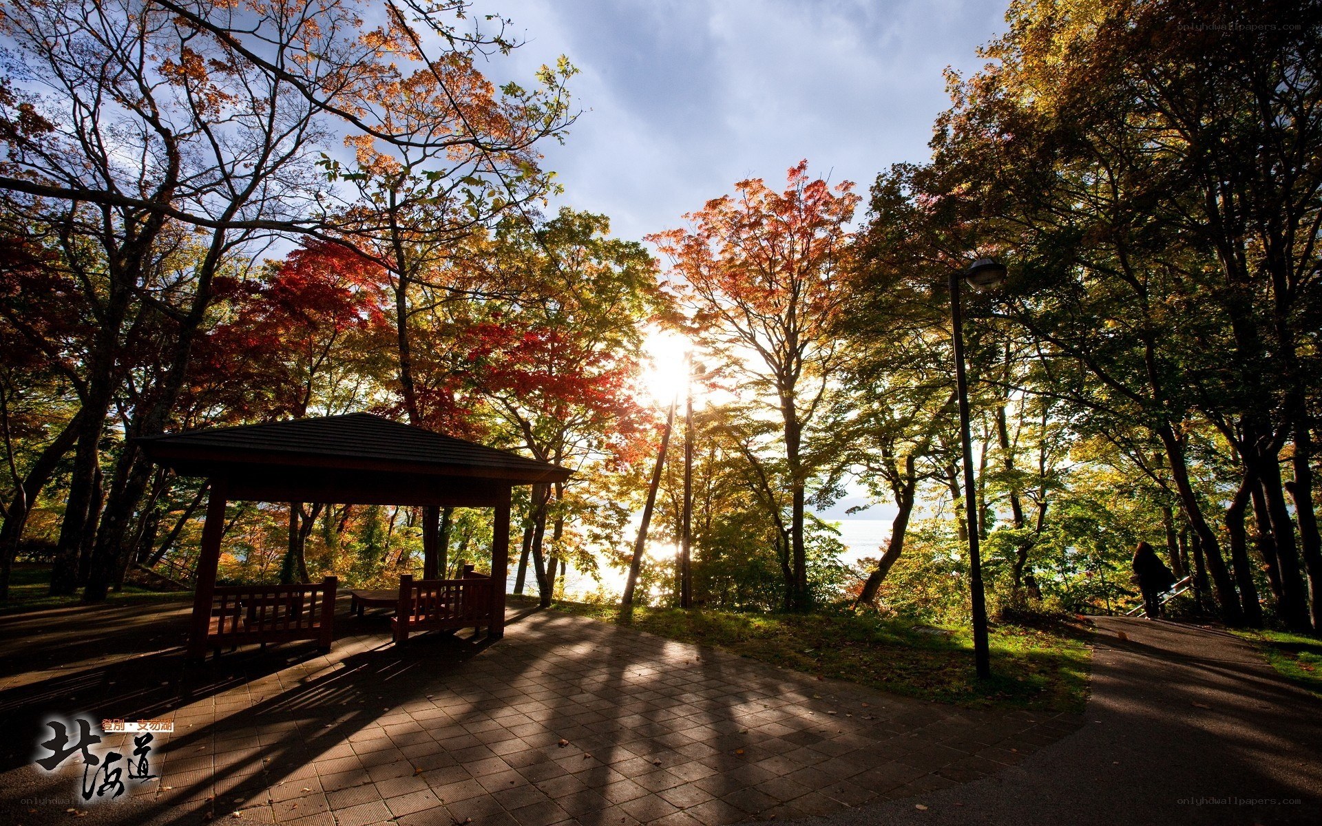 Autumn park with sunset
