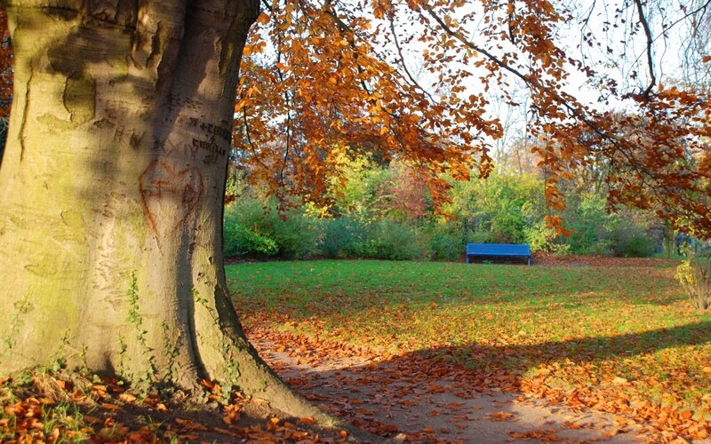 Autumn park with tree and bench