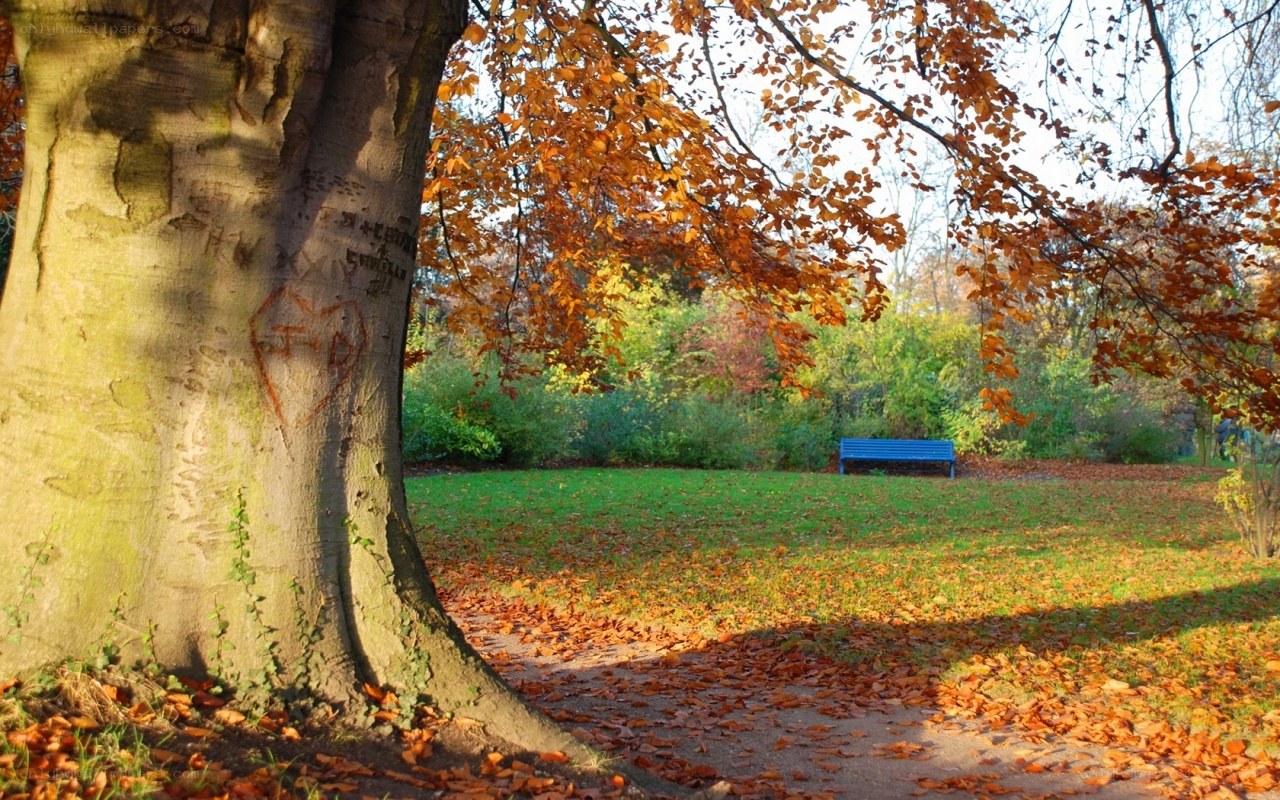 Autumn park with tree and bench