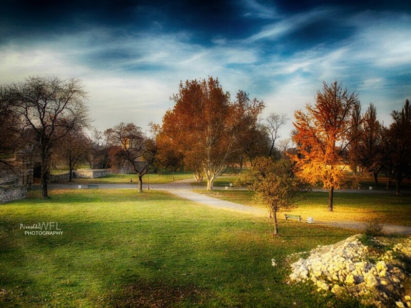 Autumn Park with Trees — Green, Serene