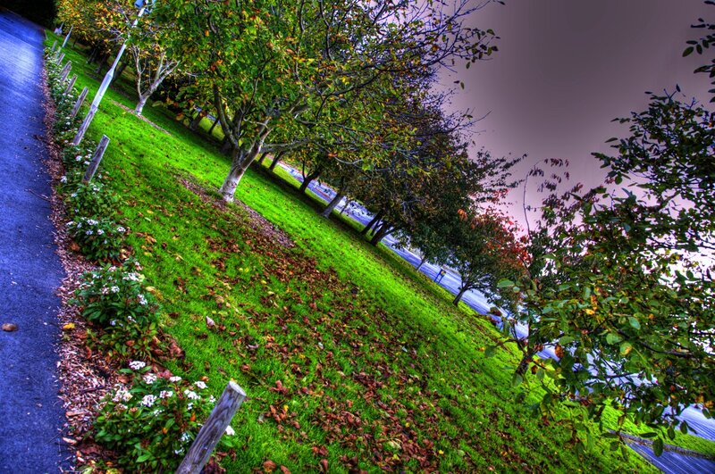 Autumn Park with Trees — Green