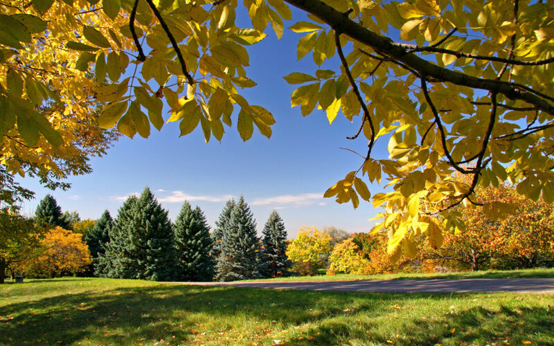 Autumn Park with Trees
