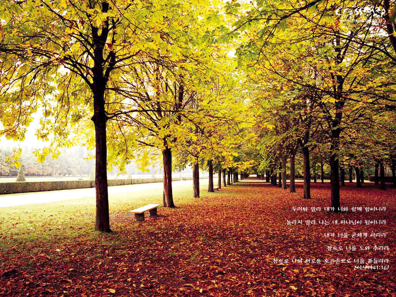 Autumn Park with Trees — Yellow, Serene, Photograph, Bench
